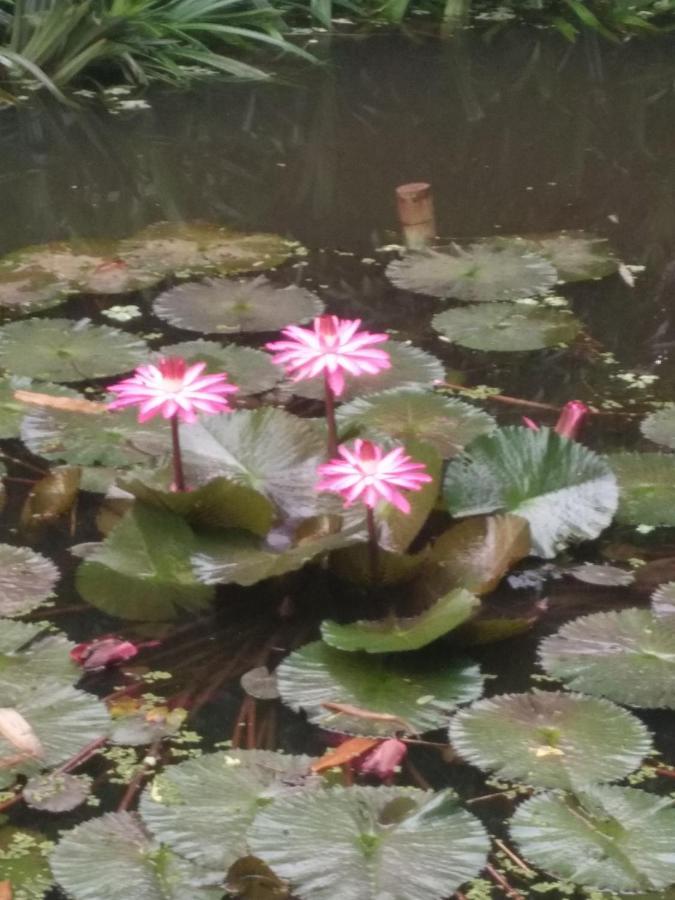 Penzion ต้งโฮมหละปูน ณ ตูบแก้ว Lamphun Exteriér fotografie